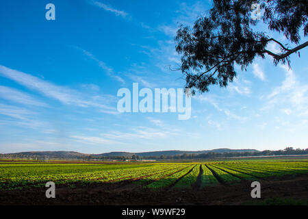 Kommerzielle Gemüseanbau mit klar definierten Zeilen des Grünen veggie oder Gemüsekulturen in Böden im schönen Sonnenlicht unter blauem Himmel wachsende Stockfoto