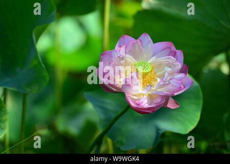 Schöne rosa Heilige Lotusblume Stretching für die Sonneneinstrahlung durch üppig grüne Laub umgeben Stockfoto