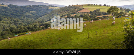 Schafe weiden in Brecon Beacons National Park, Carmarthenshire, Wales Stockfoto