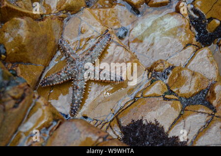 Stachelige star Fisch oder Seesterne wissenschaftlicher Name Marthasterias glacialis in Knsyna Köpfe Südafrika Stockfoto