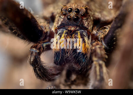 Frontale Portrait eines wandernden Enoploctenus spidre vom Atlantischen Wald in Brasilien, zeigt die Spinne Gesicht in Details Stockfoto