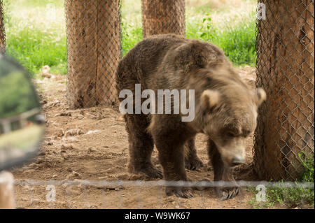 Die Sequim Game Park berühmten Winken grizzly Bären. Sequim, Washington State, USA. Stockfoto