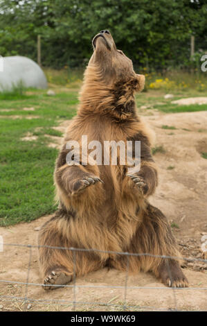 Die Sequim Game Park berühmten Winken grizzly Bären. Sequim, Washington State, USA. Stockfoto