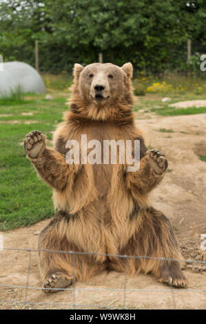 Die Sequim Game Park berühmten Winken grizzly Bären. Sequim, Washington State, USA. Stockfoto