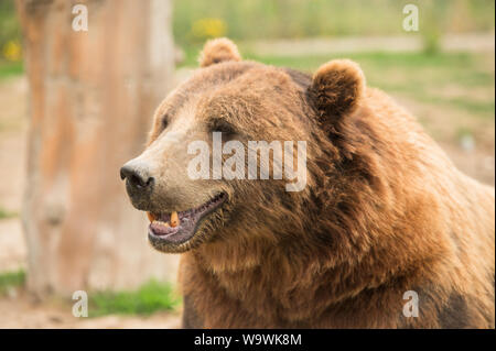 Die Sequim Game Park berühmten Winken grizzly Bären. Sequim, Washington State, USA. Stockfoto