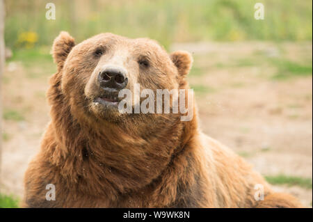 Die Sequim Game Park berühmten Winken grizzly Bären. Sequim, Washington State, USA. Stockfoto