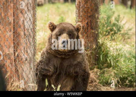 Die Sequim Game Park berühmten Winken grizzly Bären. Sequim, Washington State, USA. Stockfoto