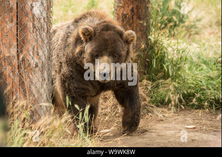 Die Sequim Game Park berühmten Winken grizzly Bären. Sequim, Washington State, USA. Stockfoto