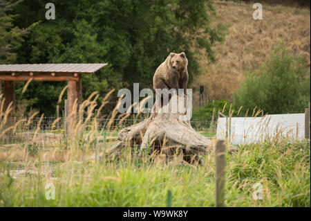 Die Sequim Game Park berühmten Winken grizzly Bären. Sequim, Washington State, USA. Stockfoto