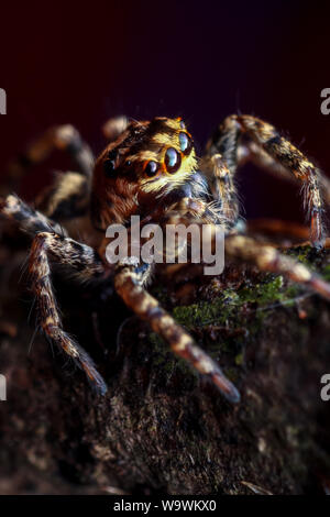 Hohe Vergrößerung Makro einer niedlichen jumping Spider mit großen Augen, detaillierte Spider close-up (Der) Stockfoto