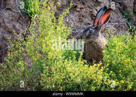 Close up Angst europäischen Hase oder Lepus europaeus in der Natur Stockfoto