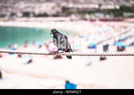 Schuss in den Kopf der schönen Speed-Rennen Taube Vogel hautnah Stockfoto