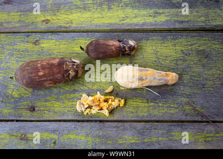 In der Nähe von Urucuri Palm Früchte, mit und ohne Rinde, auf rustikalen Holztisch grün lackiert. Sehr nahrhafte Lebensmittel für Menschen und Tiere von Amazon. Stockfoto