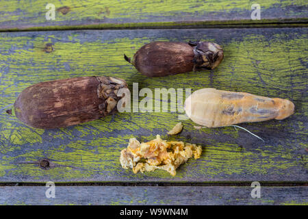 In der Nähe von Urucuri Palm Früchte, mit und ohne Rinde, auf rustikalen Holztisch grün lackiert. Sehr nahrhafte Lebensmittel für Menschen und Tiere von Amazon. Stockfoto