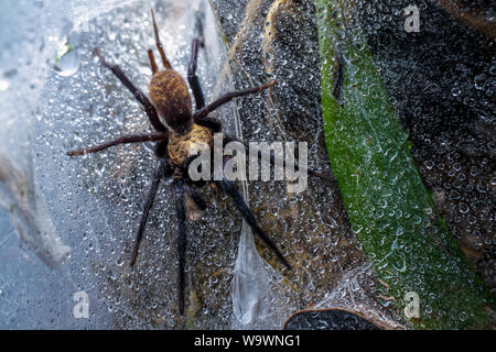 Two tailed Spinne (Dipluridae) um seine Web Stockfoto