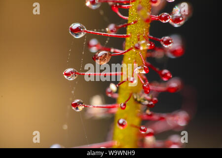 Extreme Close-up zeigt, in Details der Leim sticky Traps einer fleischfressenden Pflanze (Sonnentau, Drosera) Stockfoto