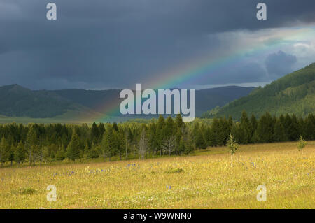 Regenbogen über gelbe Wiese im Altai, Russland Stockfoto