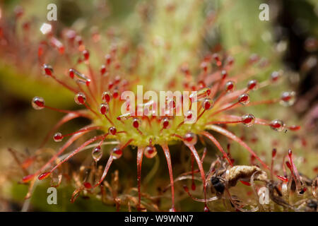 Extreme Close-up zeigt, in Details der Leim sticky Traps einer fleischfressenden Pflanze (Sonnentau, Drosera) Stockfoto