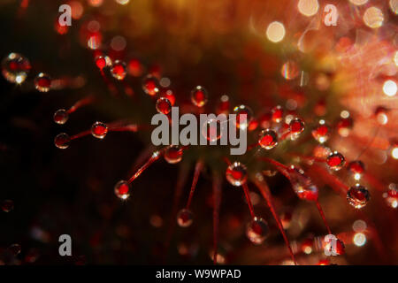 Extreme Close-up zeigt, in Details der Leim sticky Traps einer fleischfressenden Pflanze (Sonnentau, Drosera) Stockfoto