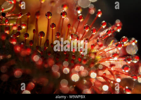 Extreme Close-up zeigt, in Details der Leim sticky Traps einer fleischfressenden Pflanze (Sonnentau, Drosera) Stockfoto