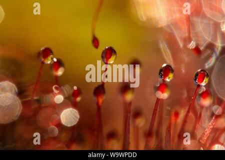 Extreme Close-up zeigt, in Details der Leim sticky Traps einer fleischfressenden Pflanze (Sonnentau, Drosera) Stockfoto