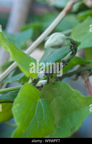 Orang-utan-blattlaus, blackfly - Aphidoidea auf blütenknospe Stockfoto