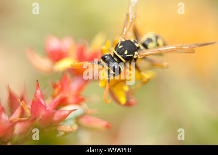 European paper Wasp (feldwespe dominula) Stockfoto