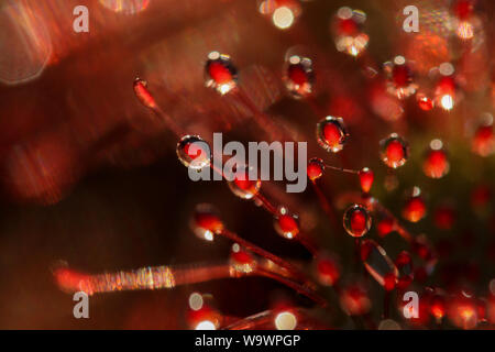 Extreme Close-up zeigt, in Details der Leim sticky Traps einer fleischfressenden Pflanze (Sonnentau, Drosera) Stockfoto