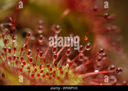 Extreme Close-up zeigt, in Details der Leim sticky Traps einer fleischfressenden Pflanze (Sonnentau, Drosera) Stockfoto