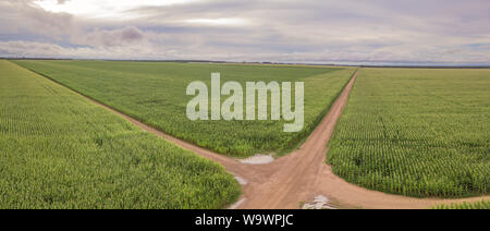 Luftaufnahme von Kornfeld und Feldwege in klaren Sommertag. Die Landwirtschaft, die Ernte und die farm Konzept. Genetisch veränderte und transgenen Mais. Stockfoto