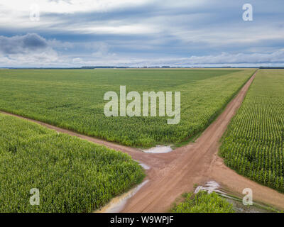 Luftaufnahme von Kornfeld und Feldwege in klaren Sommertag. Die Landwirtschaft, die Ernte und die farm Konzept. Genetisch veränderte und transgenen Mais. Stockfoto