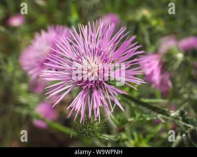 Rosa Blüte und Knospe des wilden Galactites tomentosa Thistle. Lila Mariendistel ist eine krautartige Pflanze der Familie der Asteraceae. Violette Blume Nahaufnahme. Stockfoto