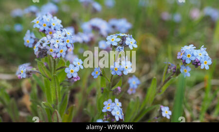 Myosotis alpestris oder alpinen Vergiss mich nicht ist eine krautige Staude Pflanze in der blühenden Pflanze Familie Boraginaceae. Myosotis arvensis blaue Blüten. Stockfoto