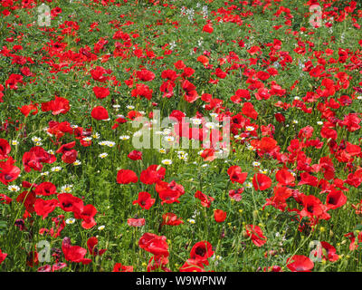 Wiese von blühenden Blumen. Wilden roten Mohn blüht im Feld. Wundervolle natürliche Schönheit und eine ausgezeichnete farbenfrohes Design Hintergrund. Meisterwerke der Natur. Stockfoto