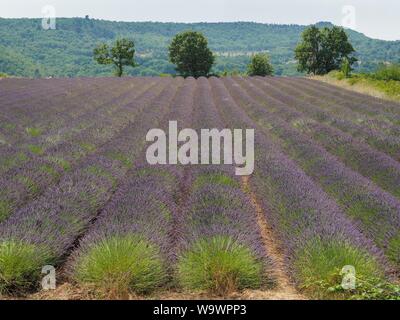 Natürliche Bereich der Blüte Lavandula, in der Gegend von Südfrankreich, Provence. Reihen von lavendelblüten mit violett-lila Blüten. Stockfoto