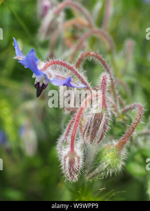 Charmante blau Borretsch Blüte mit Knospen hautnah. Wild starflower Borago officinalis oder ist eine jährliche Kraut in den blühenden Pflanze Familie Boraginaceae. Stockfoto