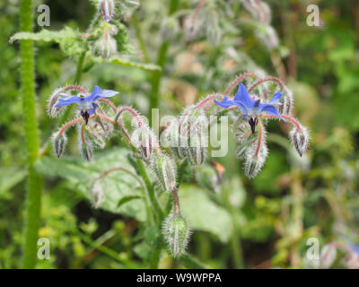 Blau oder Borretsch Borago officinalis ist Kraut in den blühenden Pflanze Familie Boraginaceae. Borage Starflower wurde für kulinarischen und medizinischen Zwecken angebaut Stockfoto