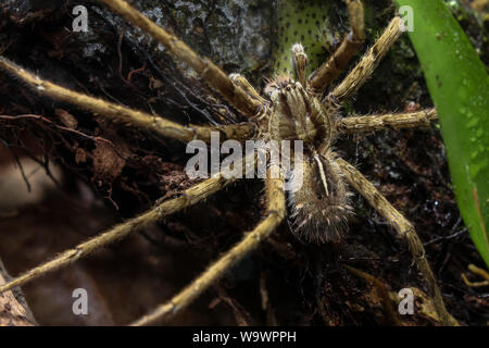 Blick von oben auf eine Enoploctenus wandering spidre vom Atlantischen Wald in Brasilien Stockfoto