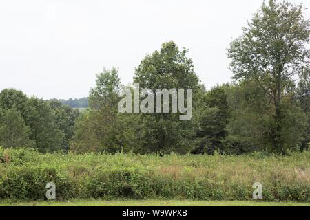 Pulaski Arkansas Batterie, am Wilson's Creek National Battlefield in der Republik, Missouri, USA. Stockfoto