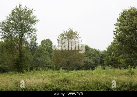 Pulaski Arkansas Batterie, am Wilson's Creek National Battlefield in der Republik, Missouri, USA. Stockfoto