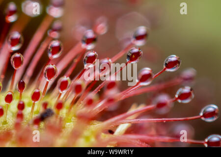 Extreme Close-up zeigt, in Details der Leim sticky Traps einer fleischfressenden Pflanze (Sonnentau, Drosera) Stockfoto