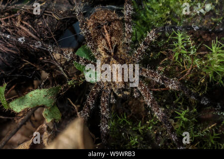 Blick von oben auf eine Enoploctenus wandering spidre vom Atlantischen Wald in Brasilien Stockfoto