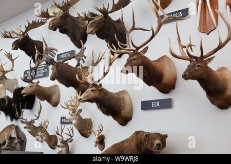 Die nationalen Sammlung der Köpfe und Hörner bei Johnny Morris' Wunder der Tierwelt National Museum und Aquarium in Springfield, MO, USA. Stockfoto