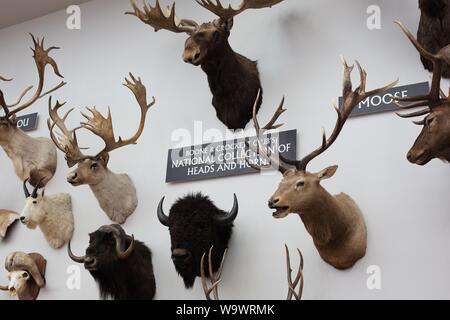 Die nationalen Sammlung der Köpfe und Hörner bei Johnny Morris' Wunder der Tierwelt National Museum und Aquarium in Springfield, MO, USA. Stockfoto