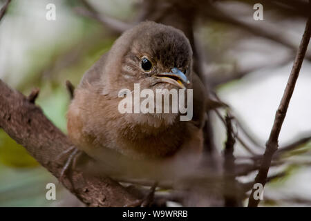 Südliche Haus zaunkönig Vogel auf einem Baum, in der Nähe eines städtischen Vogelarten Stockfoto