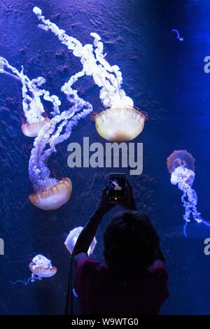 Eine Frau ein Bild von der Westküste Meer Brennessel bei Johnny Morris' Wunder der Tierwelt National Museum und Aquarium in Springfield, MO, USA. Stockfoto