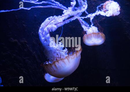 West Coast sea Nettle auf Anzeige an Johnny Morris' Wunder der Tierwelt National Museum und Aquarium in Springfield, MO, USA. Stockfoto
