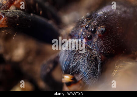 Frontale Porträt einer Ctneus medius wandering Spinne aus den atlantischen Regenwald in Brasilien, zeigt die Spinne Gesicht und Augen Stockfoto