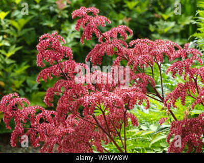 Lovely Pink Rodgersia pinnata Blumen fangen das Sonnenlicht in einem Garten Stockfoto