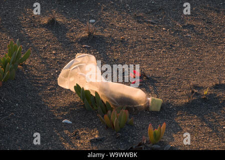 Leer single use Kunststoff Trinkflasche am Sandstrand in Buchupureo, Chile Stockfoto